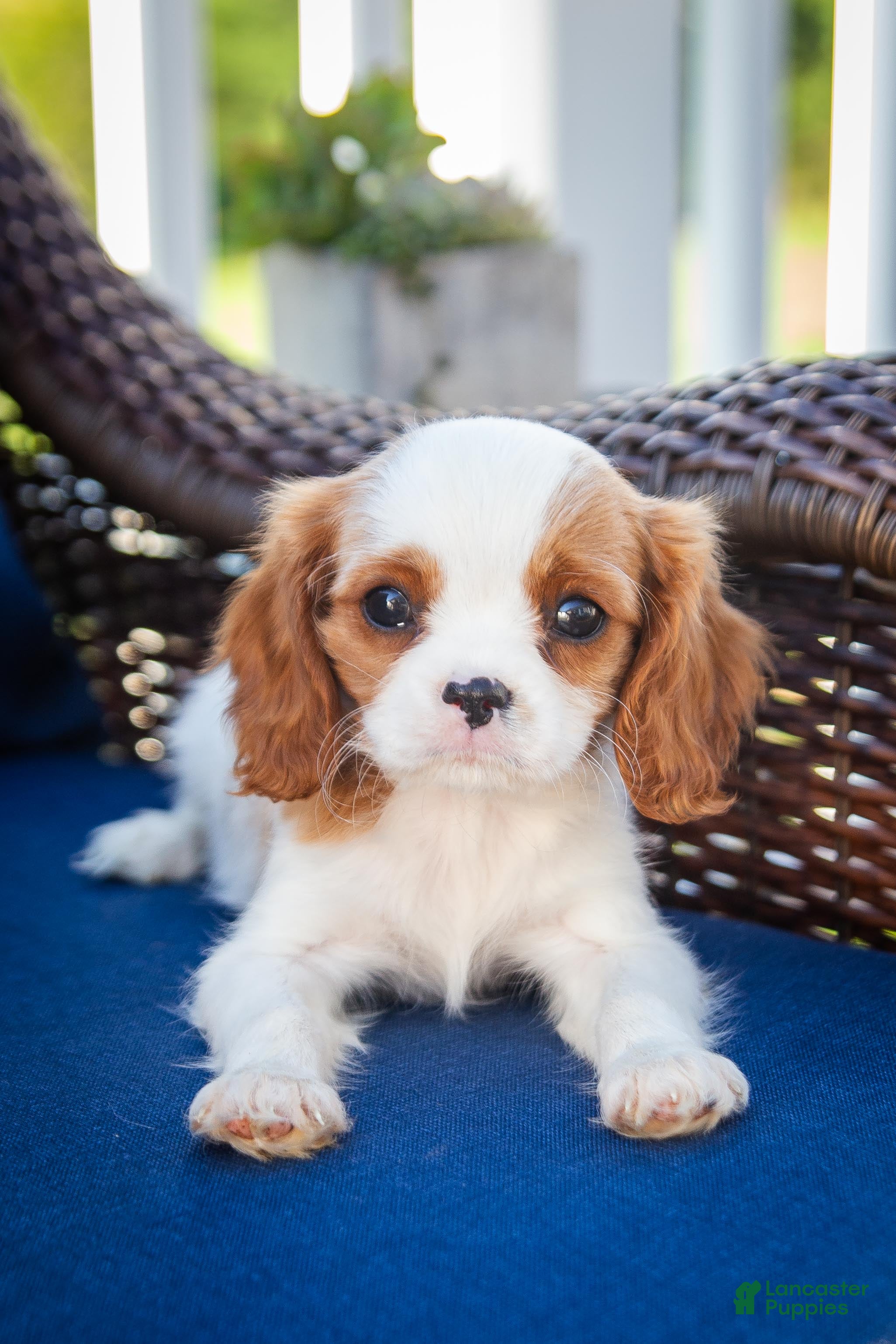 Cavalier King Charles Spaniel dogs Duke - Ad 2