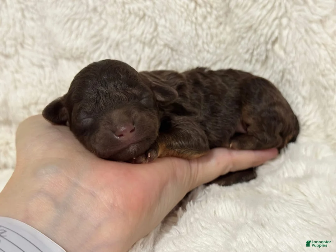 Toy Poodle dogs for sale: Lucky - Ad 3