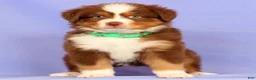 Miniature Australian Shepherd dogs for sale: Lilly - Ad 5