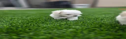 Maltese dogs for sale: 🐾 Adorable Male Maltese Puppy – Ready for His Forever Home! 🐾 - Ad 5