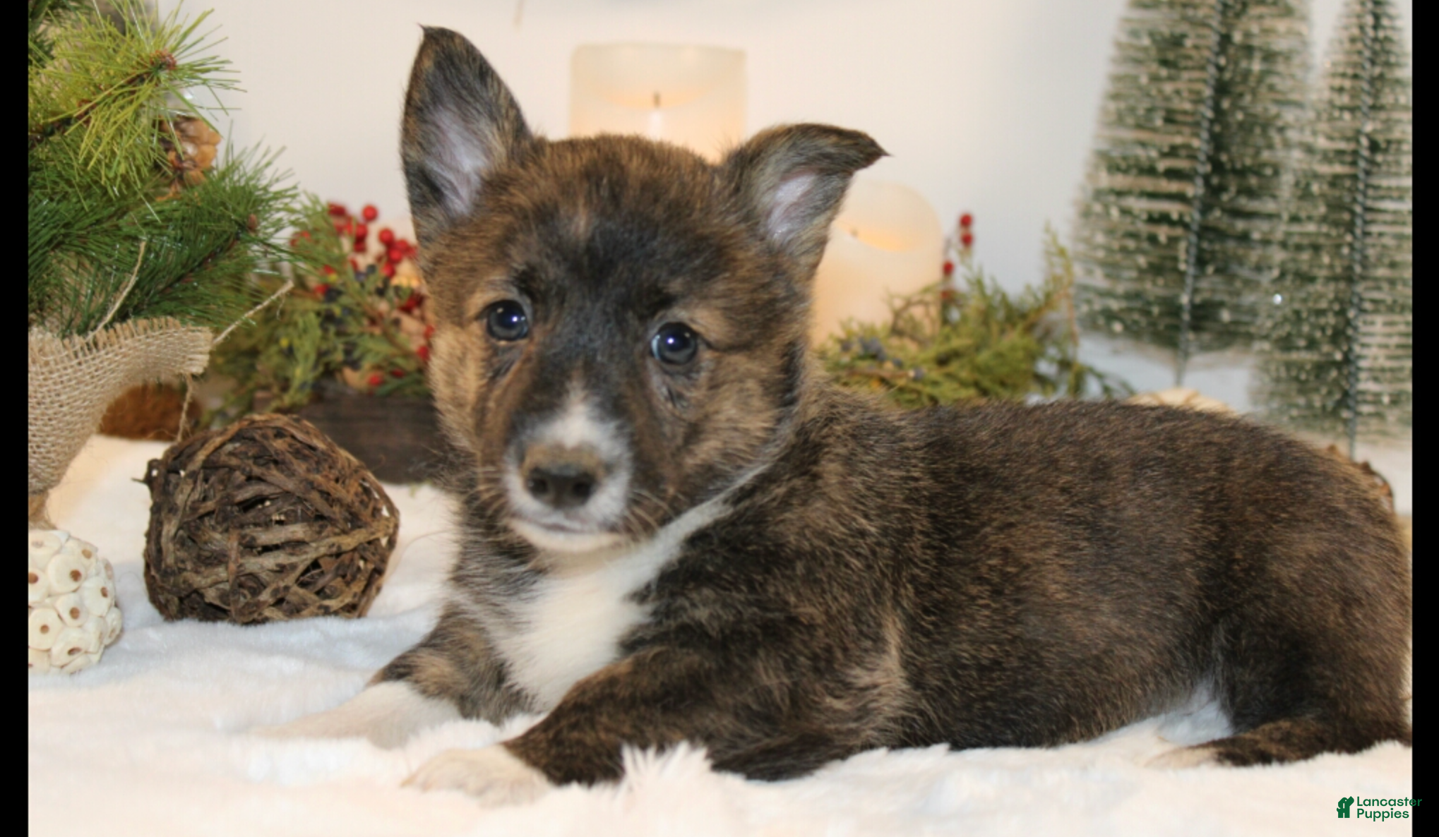 Welsh Corgi Pembroke dogs Buddy - Ad 2