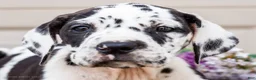 Great Dane dogs for sale: Lilly - Ad 2
