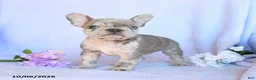 Frenchton dogs for sale: Rusty - Ad 3