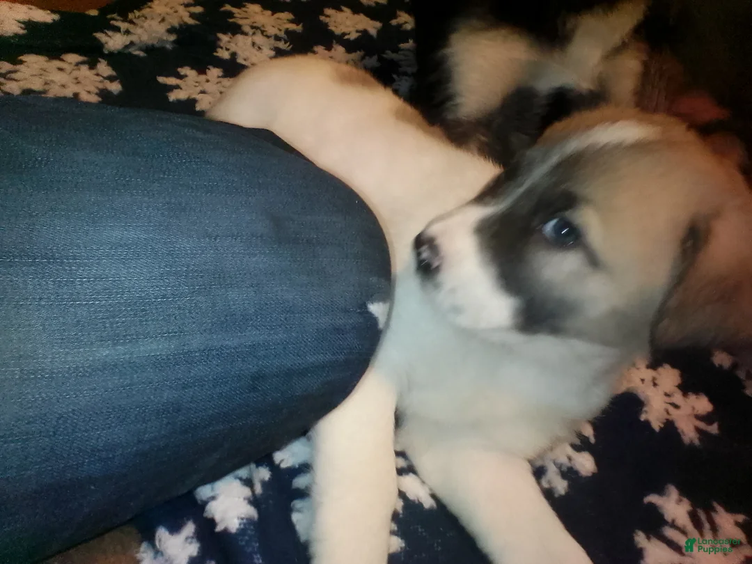 Mixed Breed dogs for sale: Rolly Polly  - Ad 9