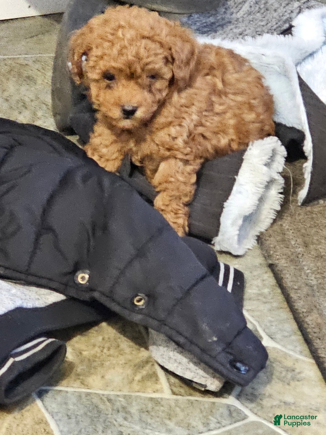 Toy Poodle dogs for sale: Coco - Ad 1