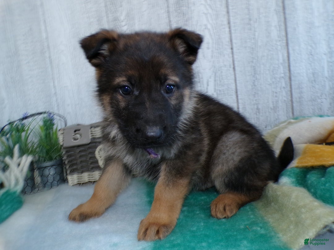 German Shepherd dogs for sale: German Shepherd Puppy 5 Zues - Ad 2