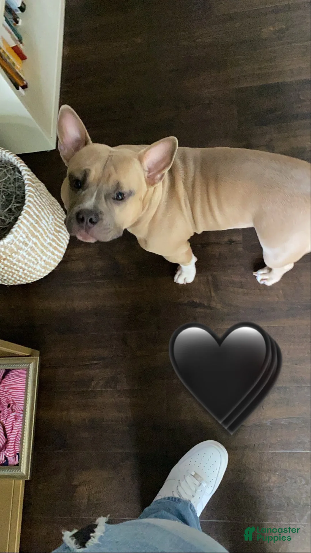 American Bully dogs for stud: Pierre  - Ad 1