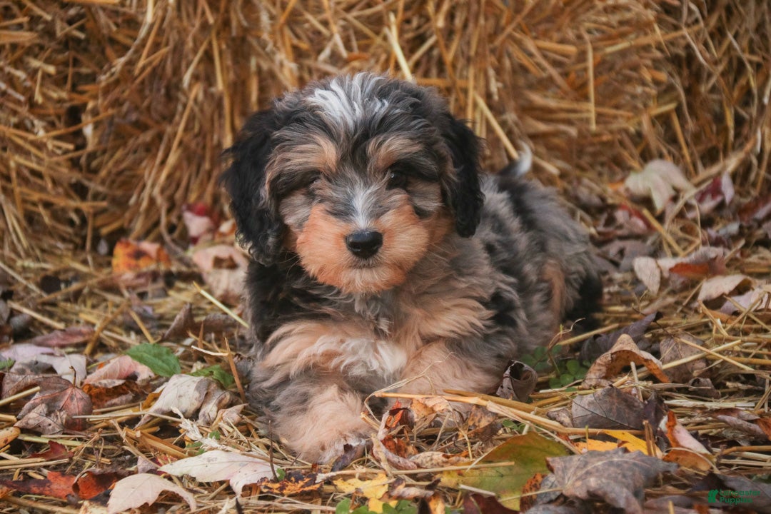 Mini Bernedoodle dogs Cornell F1 Mini Bernedoodle  - Ad 1