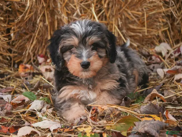 Mini Bernedoodle dogs for sale: Cornell F1 Mini Bernedoodle - Ad 1
