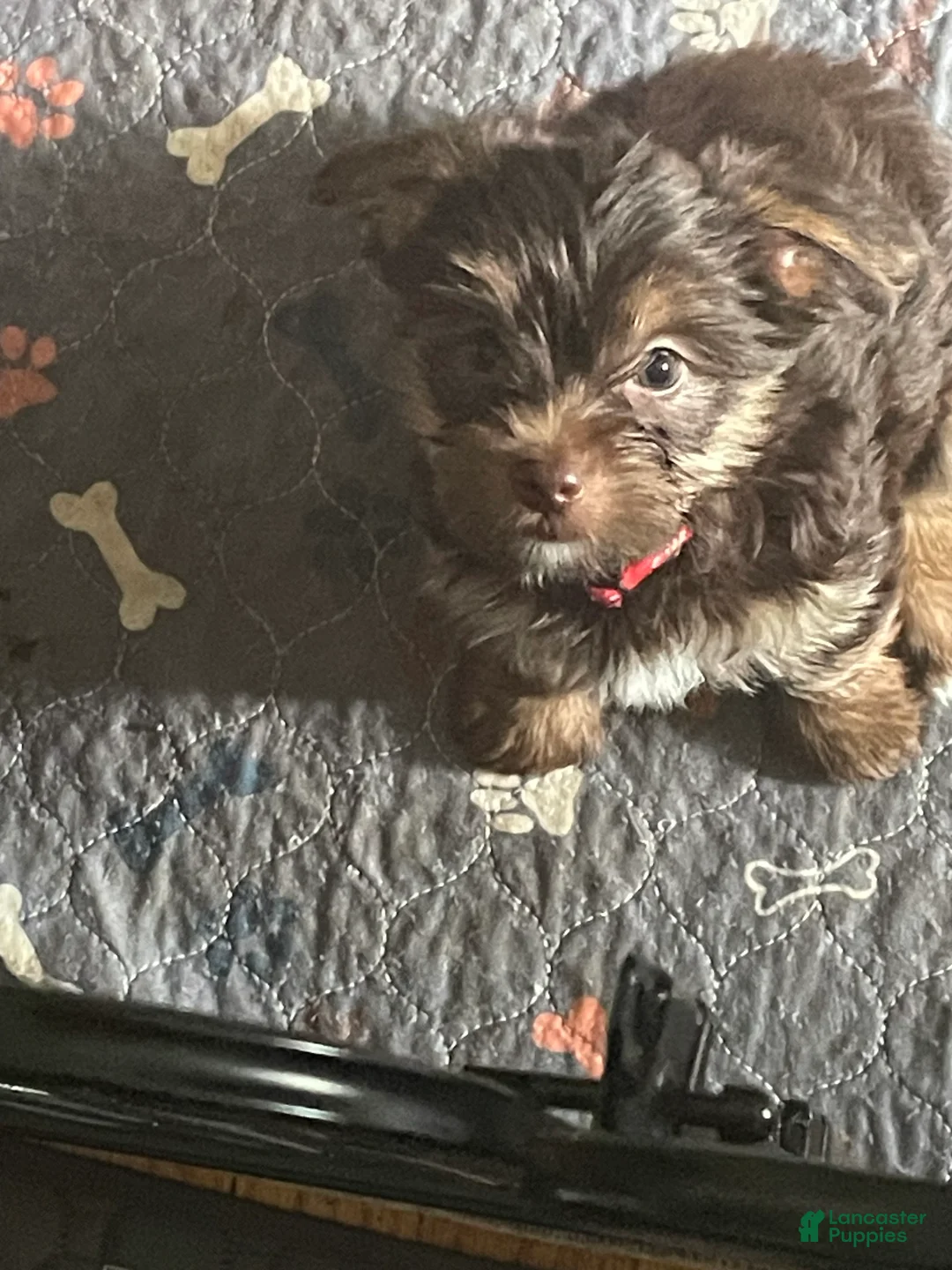 Yorkshire Terrier dogs for sale: Willo - Ad 4