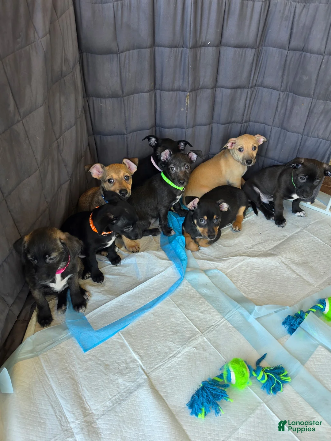 Chiweenie dogs for sale: Chiweenie Puppy 2 - Ad 1