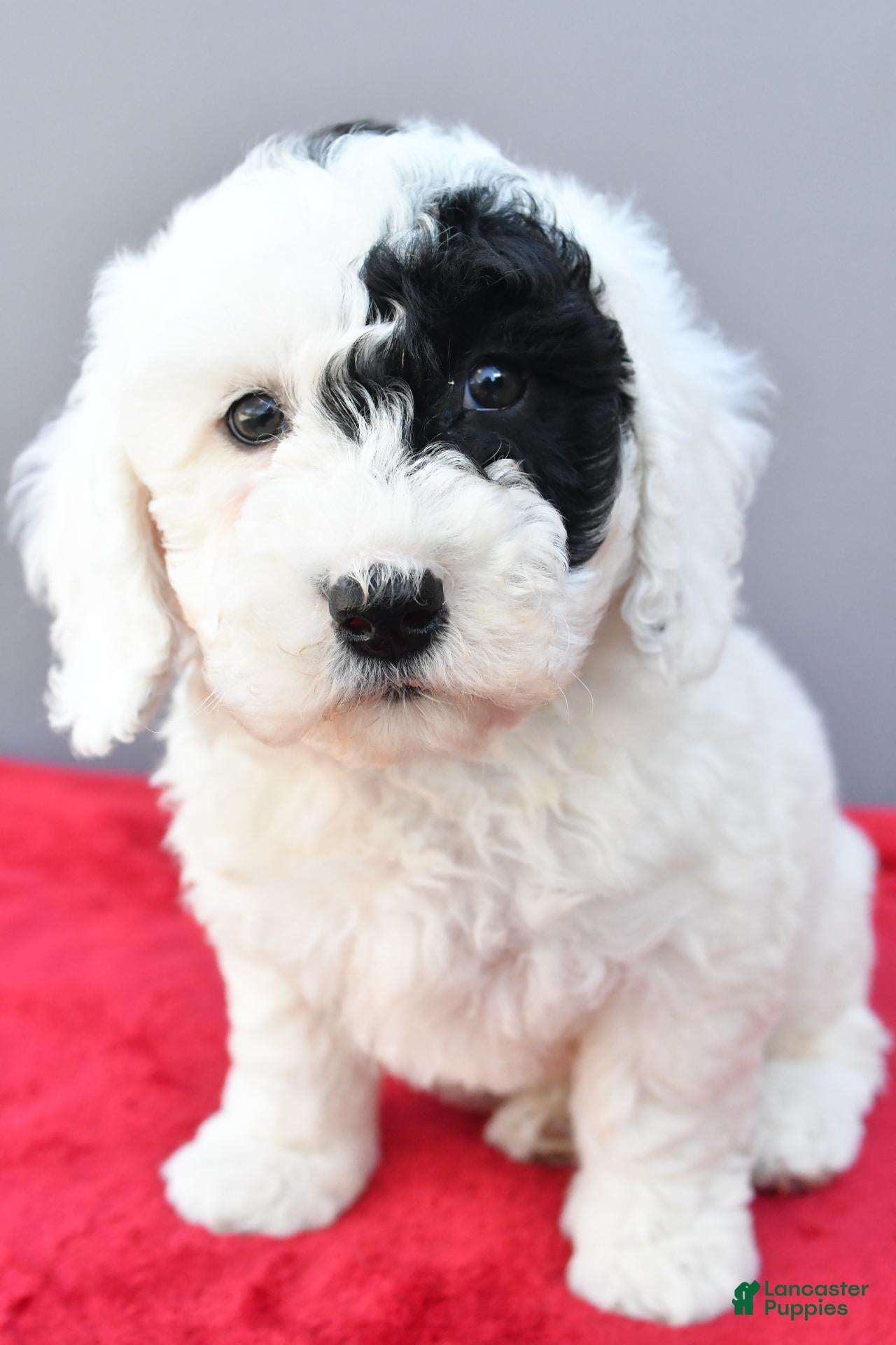 Mini Sheepadoodle dogs Theo - Ad 2