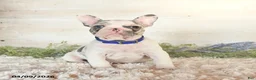 French Bulldog dogs for sale: Stormy   - Ad 4