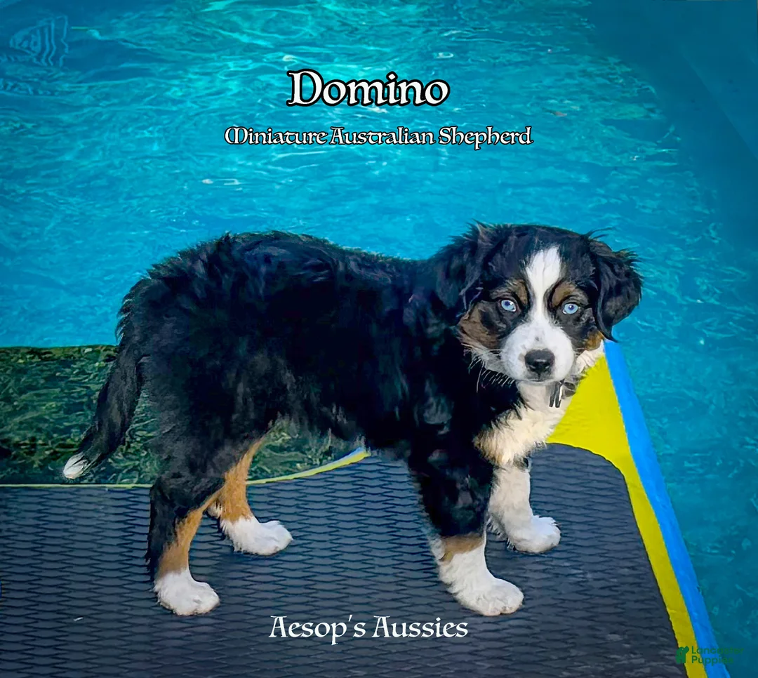 Toy Australian Shepherd dogs for sale: Toy Australian Shepherd 1 - Ad 1