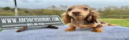 Miniature Dachshund dogs for sale: Import Show Boy Chocolate Dapple  - Ad 6
