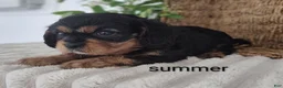 Cavalier King Charles Spaniel dogs for sale: Summer  - Ad 3