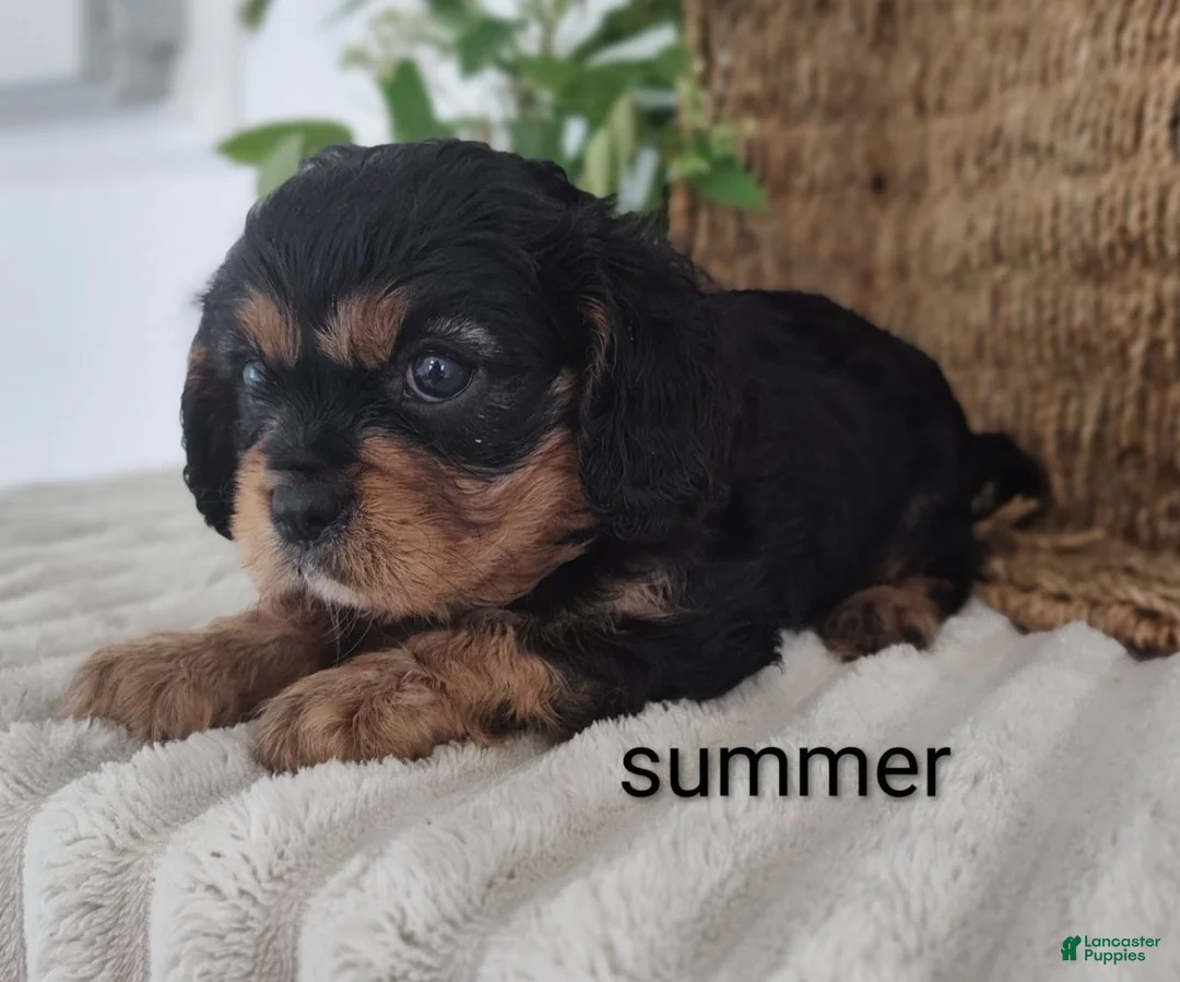 Cavalier King Charles Spaniel dogs for sale: Summer  - Ad 3