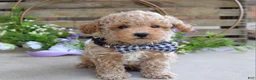Toy Poodle dogs for sale: Miles - Ad 8