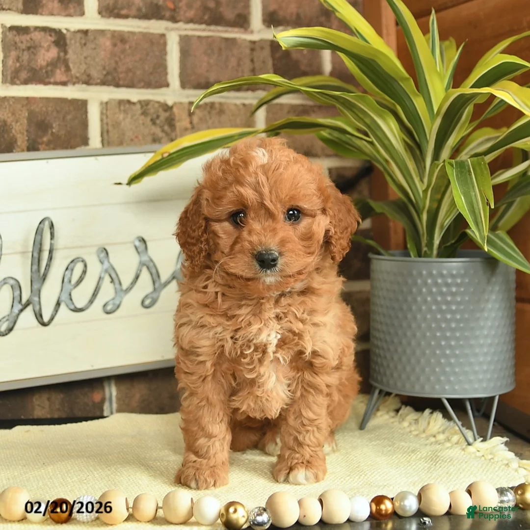 Mixed Breed dogs for sale: Otto  - Ad 3