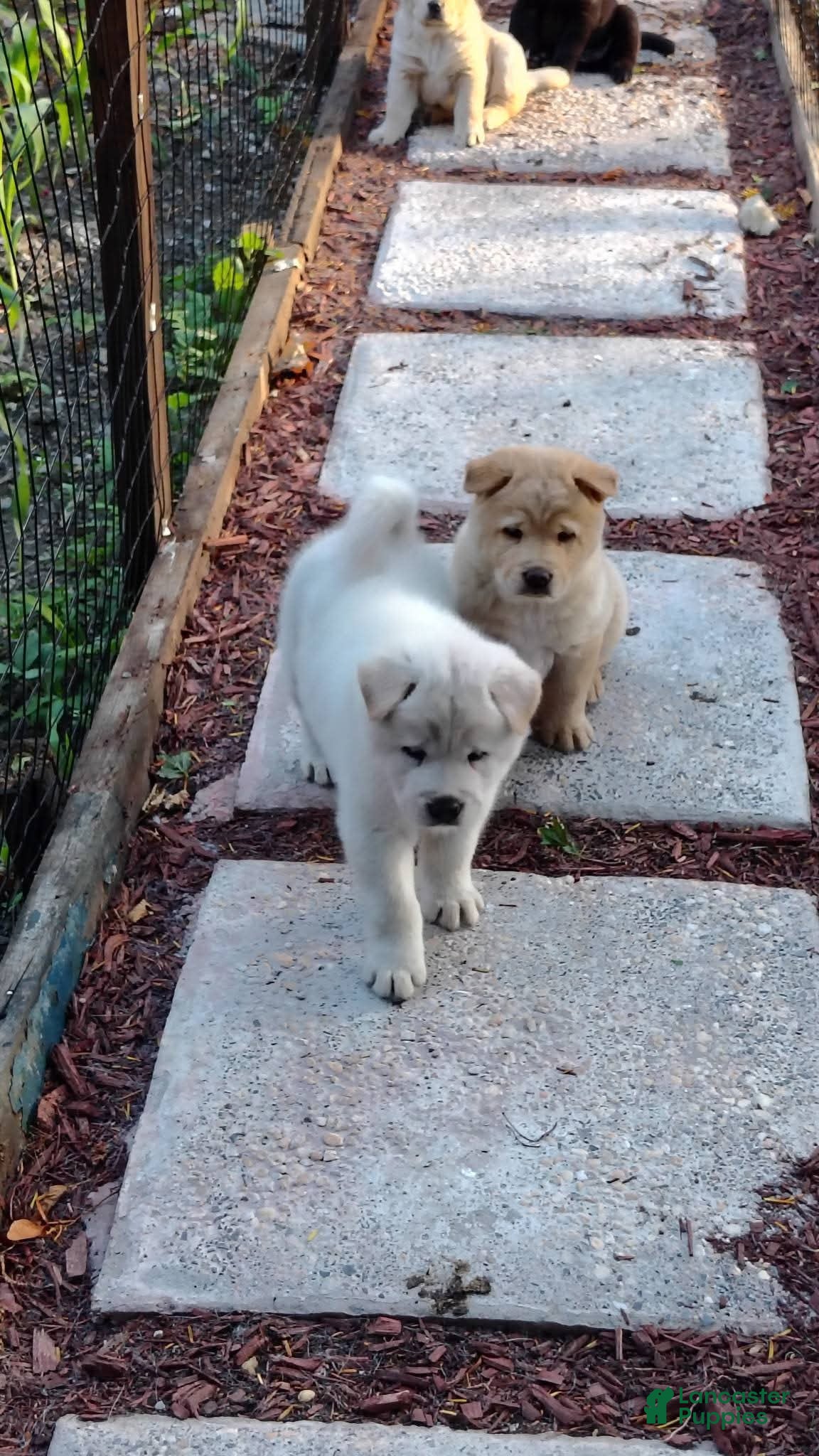 Mixed Breed dogs Chowsky girl 2 - Ad 1