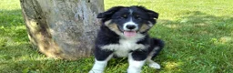 Australian Shepherd dogs for sale: Skip - Ad 4