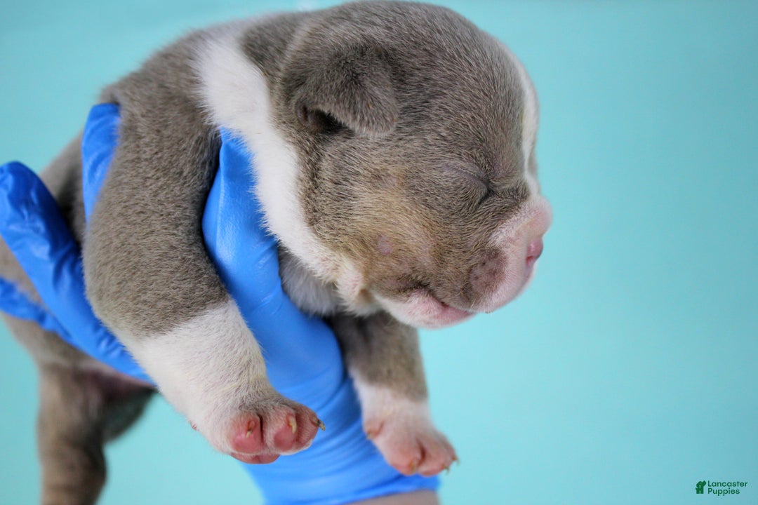 American Bully dogs for sale: Lilac Tri Male - Ad 2