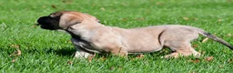 English Mastiff dogs for sale: Luna - Ad 7