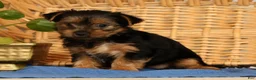 Yorkshire Terrier dogs for sale: Violet - Ad 5