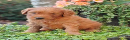 Goldendoodle dogs for sale: Rover - Ad 8