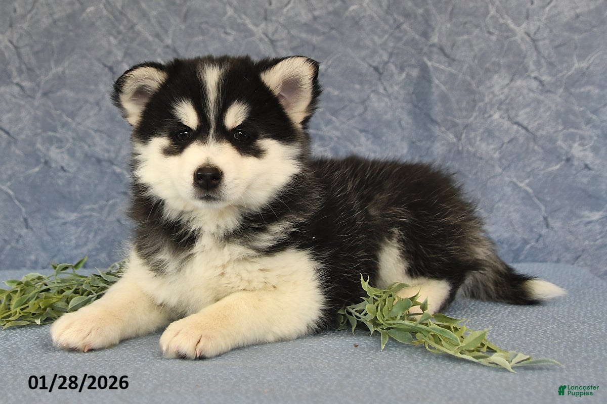 Pomsky dogs Ashley - Ad 5