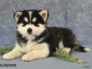 Pomsky dogs Ashley - Ad 5