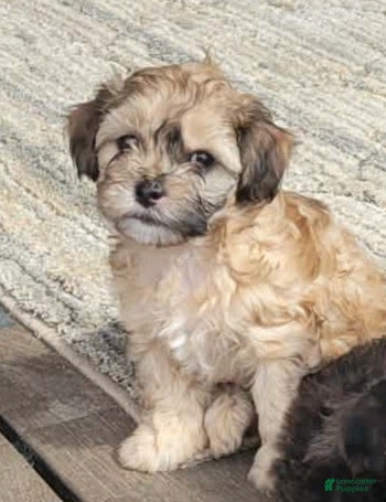 Shihpoo dogs Paris  - Ad 2