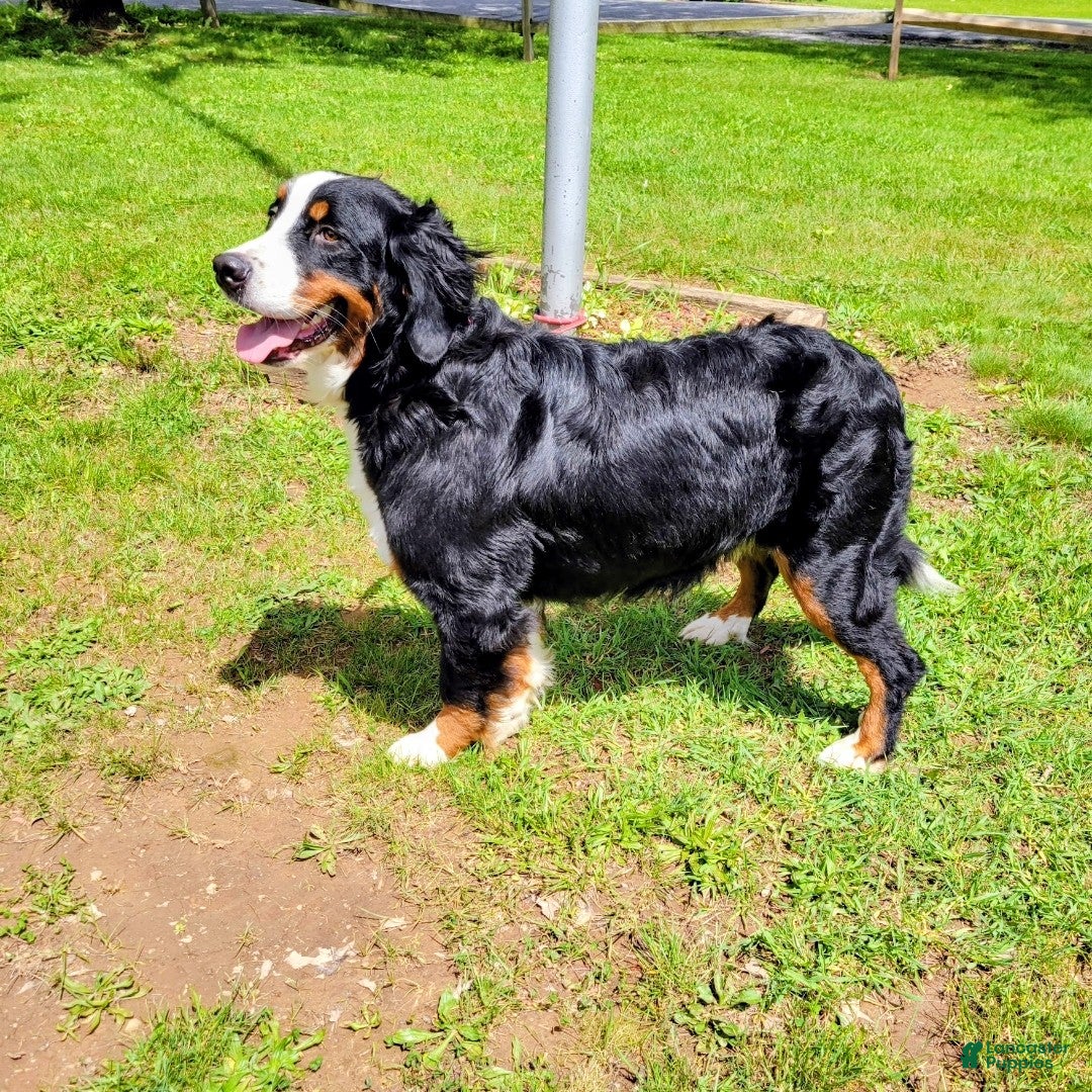 Bernese Mountain Dog dogs Lulu - Ad 2