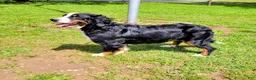 Bernese Mountain Dog dogs for sale: Lulu - Ad 2