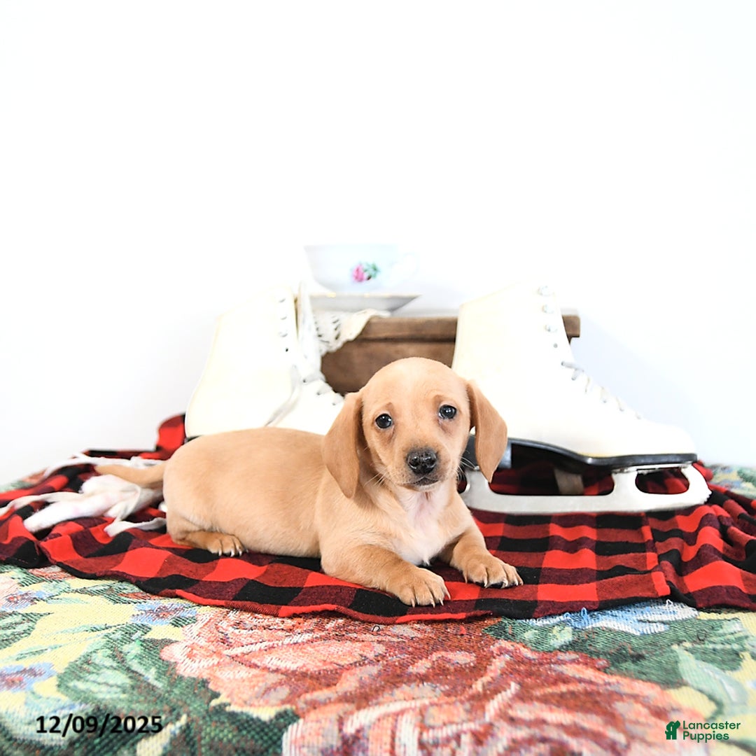 Miniature Dachshund dogs for sale: Benny - Ad 13