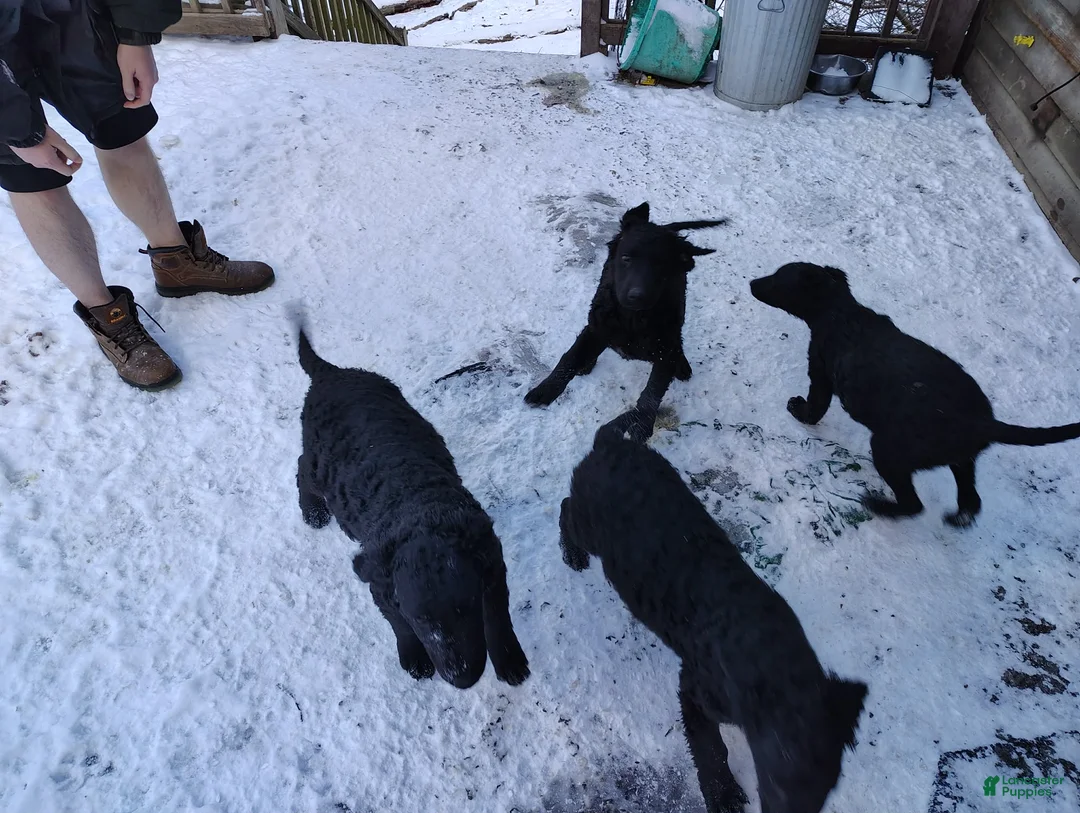 Curly Coated Retriever dogs for sale: Curly Coated Retriever Puppy 1 - Ad 2