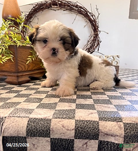 Shih Tzu dogs Jordan - Ad 1