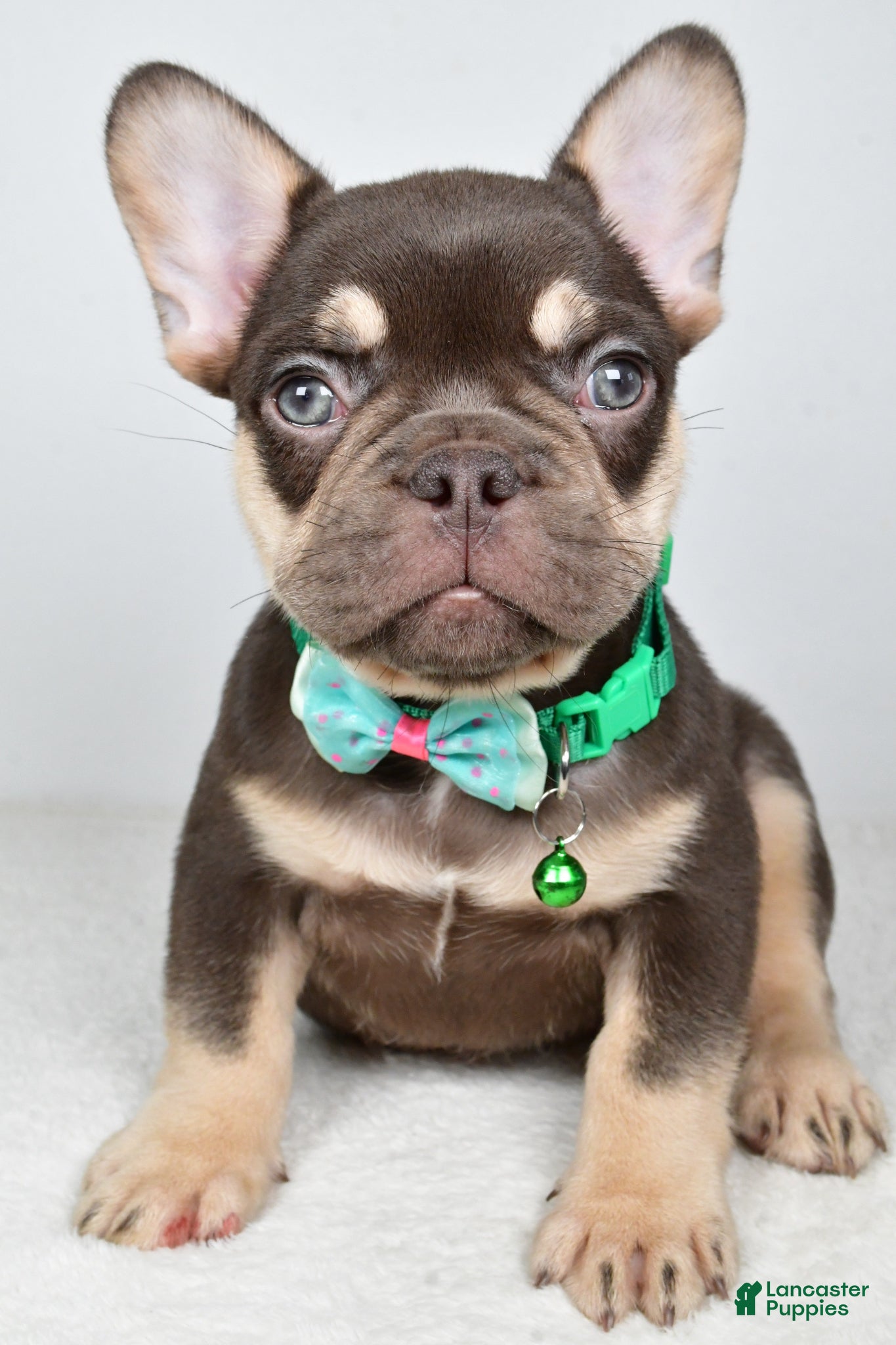 French Bulldog dogs Wesley - Ad 1