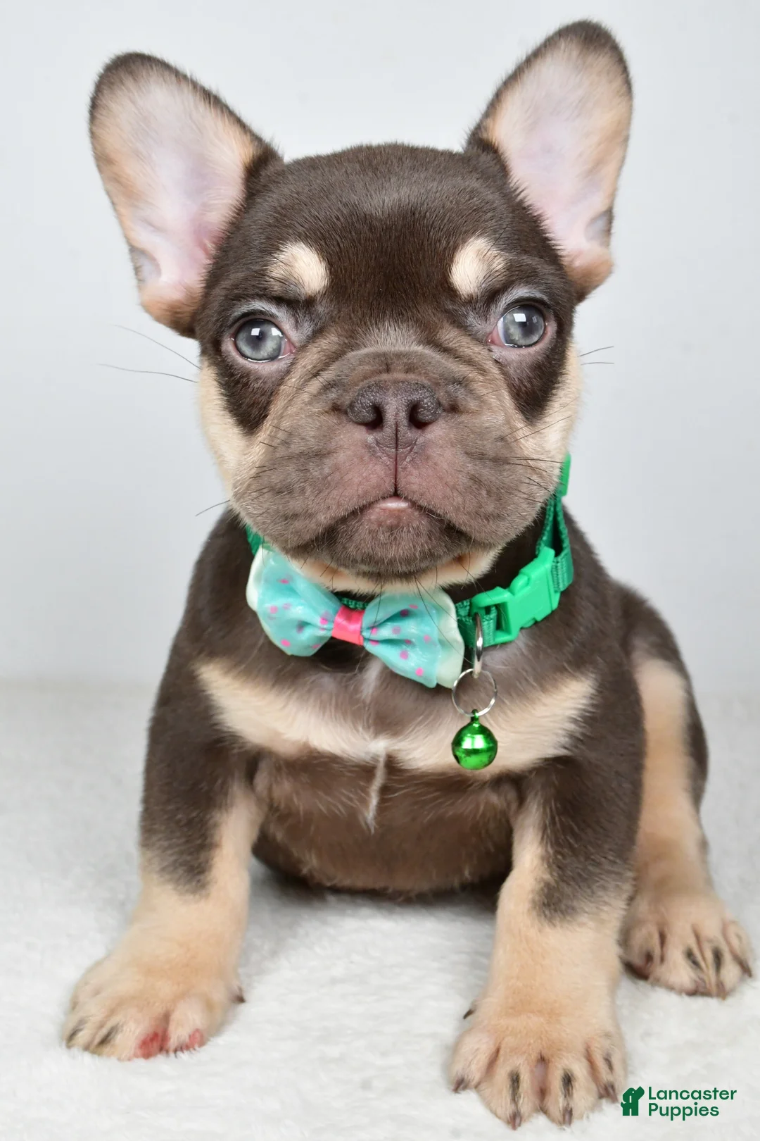 French Bulldog dogs for sale: Wesley - Ad 1