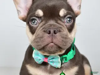 French Bulldog dogs for sale: Wesley - Ad 4