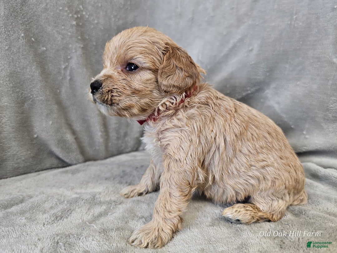 Cavapoo dogs for sale: Anellini - Ad 9