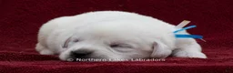 Labrador Retriever dogs for sale: Milo - Ad 2