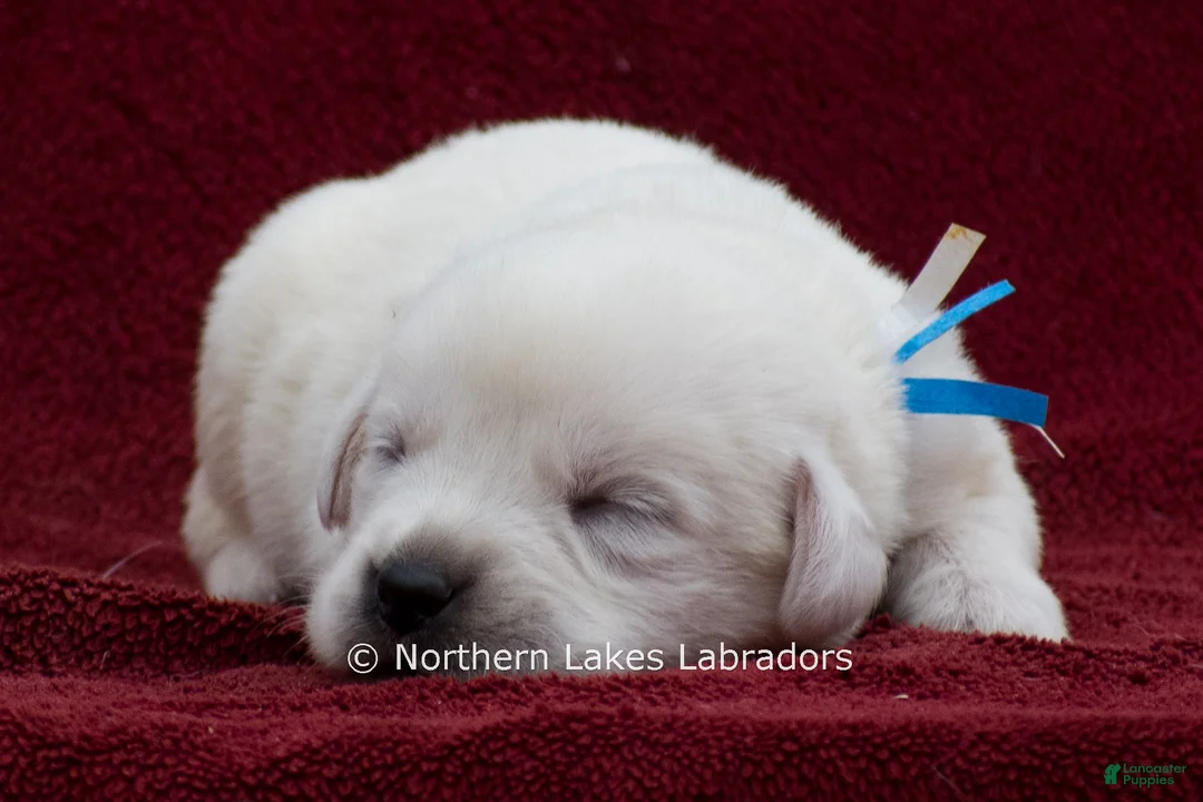 Labrador Retriever dogs for sale: Milo - Ad 2