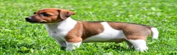 Jack Russell Terrier dogs for sale: Chief - Ad 8