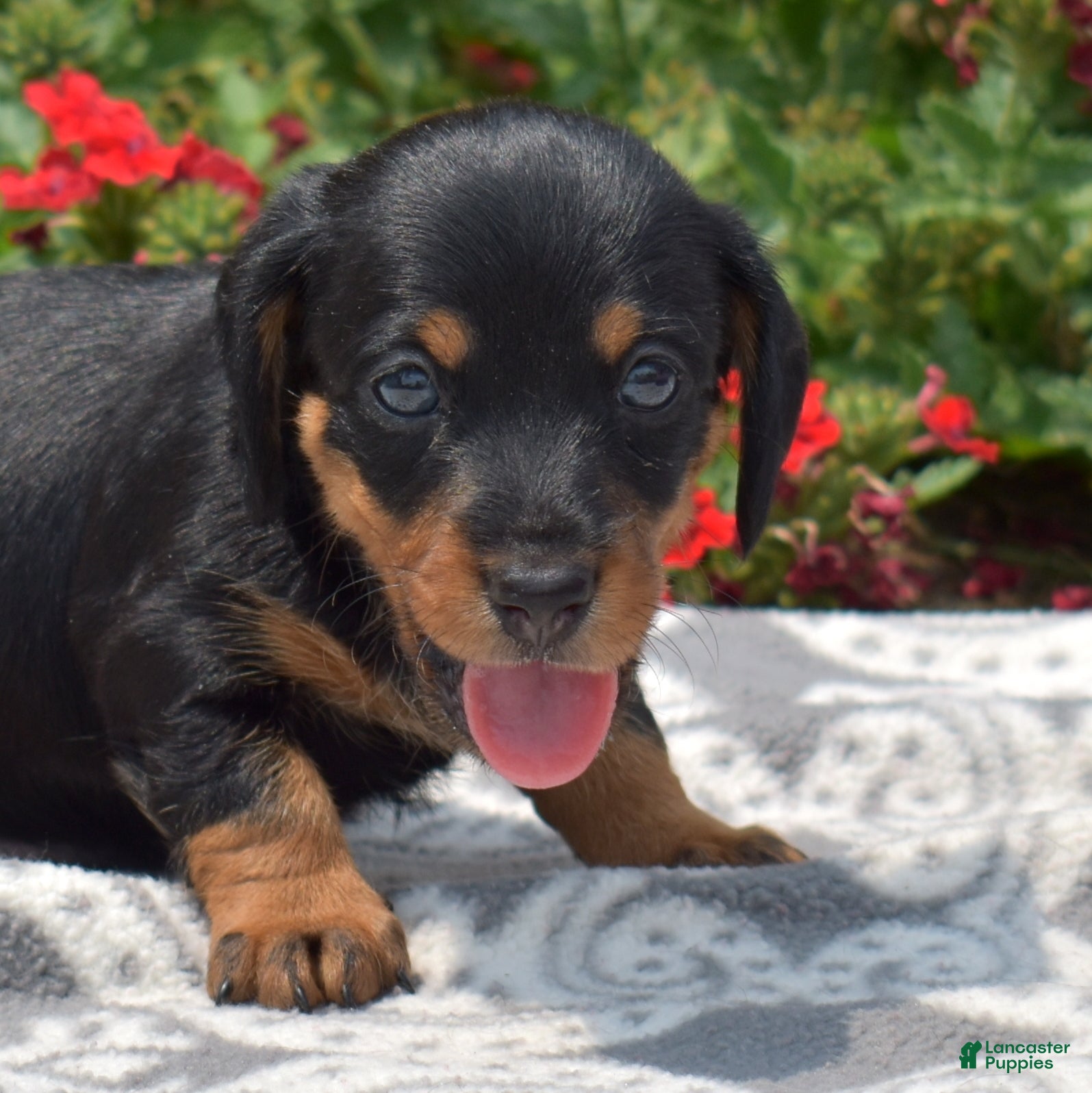 Miniature Dachshund dogs Banjo - Ad 1