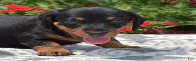 Banjo