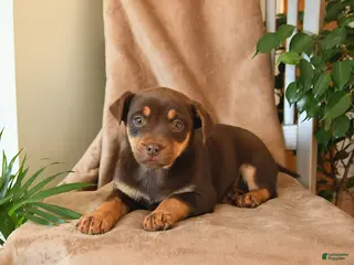 Mixed Breed dogs London - Ad 17