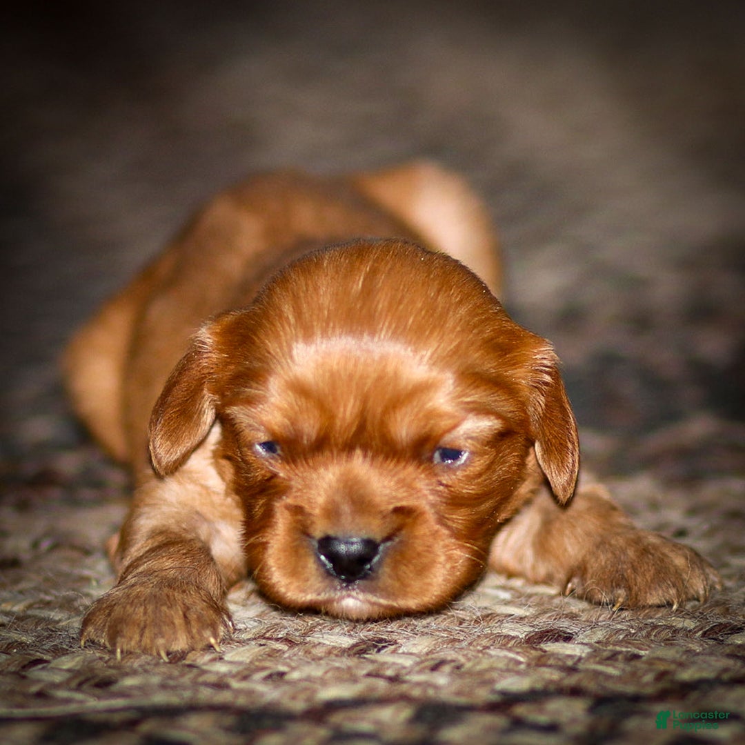 Cavalier King Charles Spaniel dogs for sale: Ricky - Ad 4