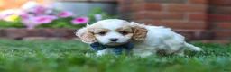 Cavapoo dogs for sale: Tracker - Ad 8