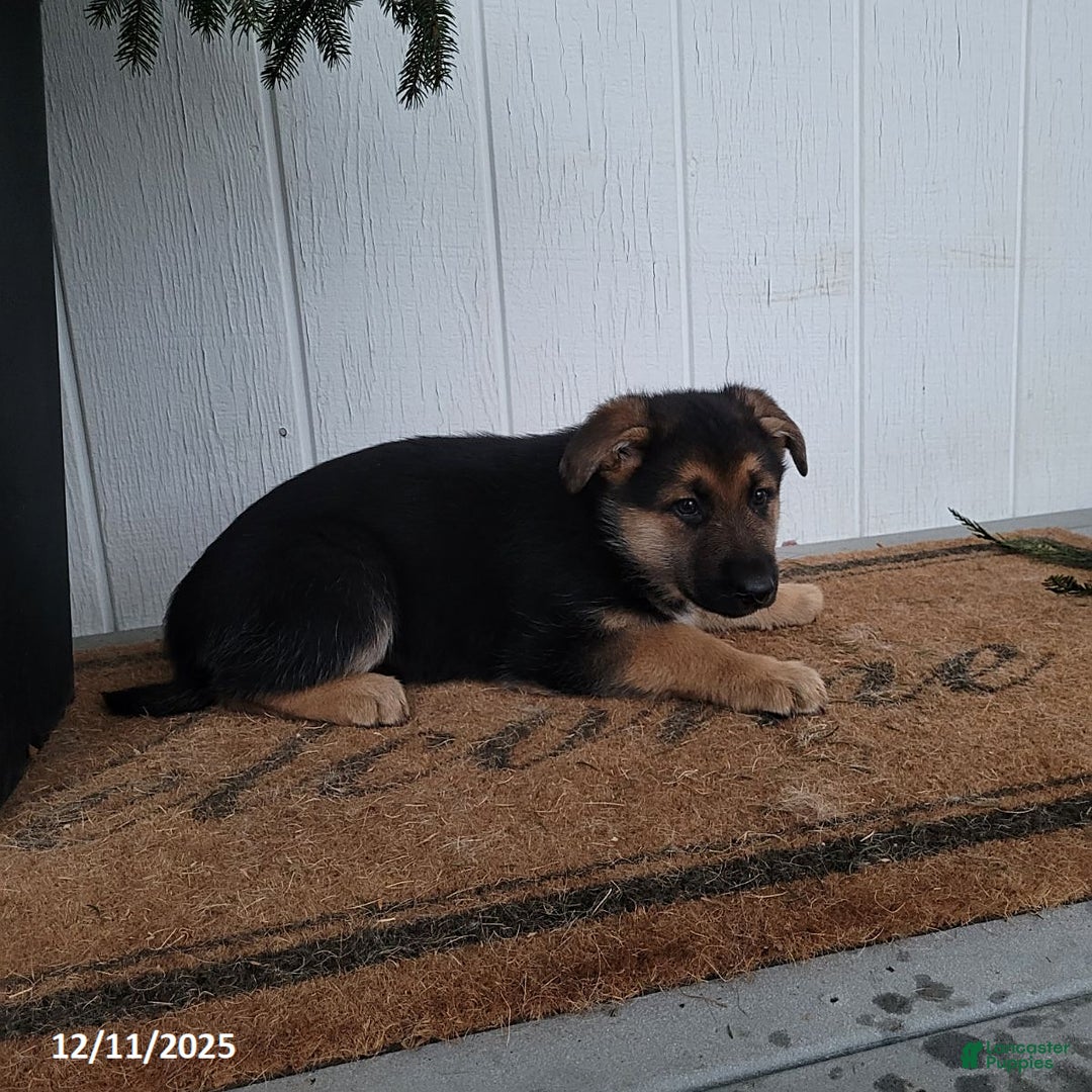 German Shepherd dogs for sale: Lucy - Ad 4